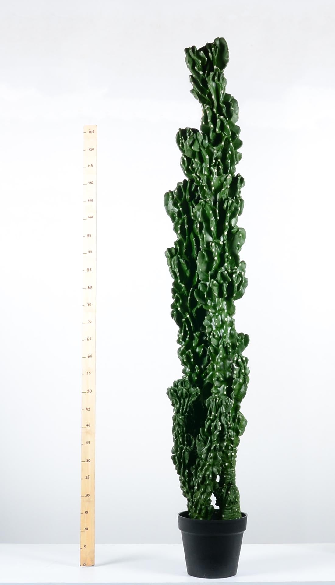 Декоративен кактус - baron.bg