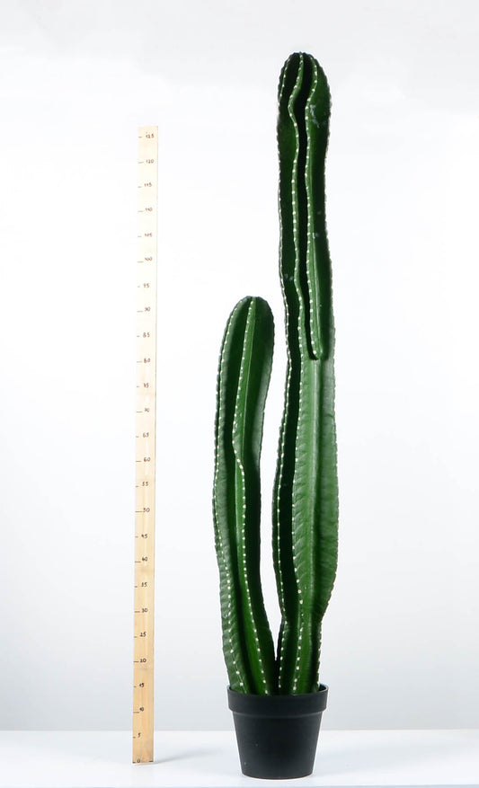 Декоративен кактус - baron.bg