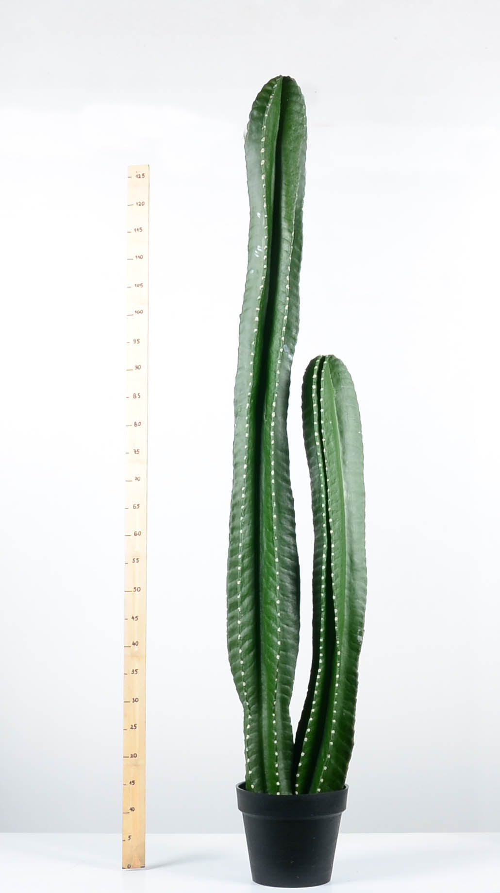 Декоративен кактус - baron.bg