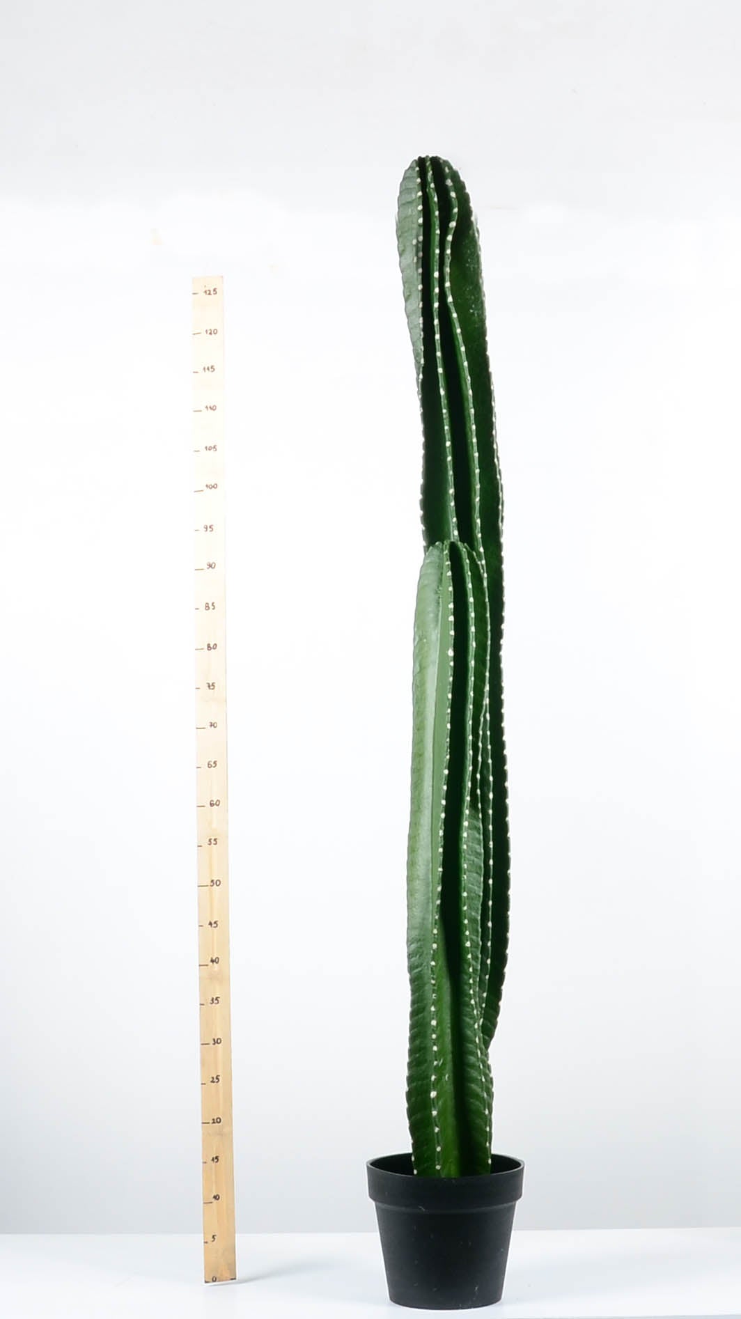 Декоративен кактус - baron.bg