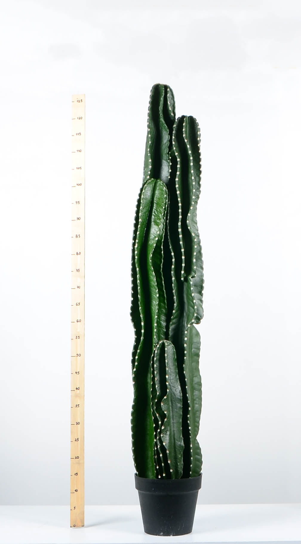 Декоративен кактус - baron.bg