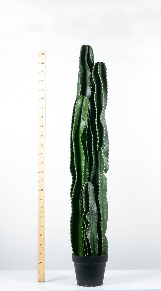 Декоративен кактус - baron.bg