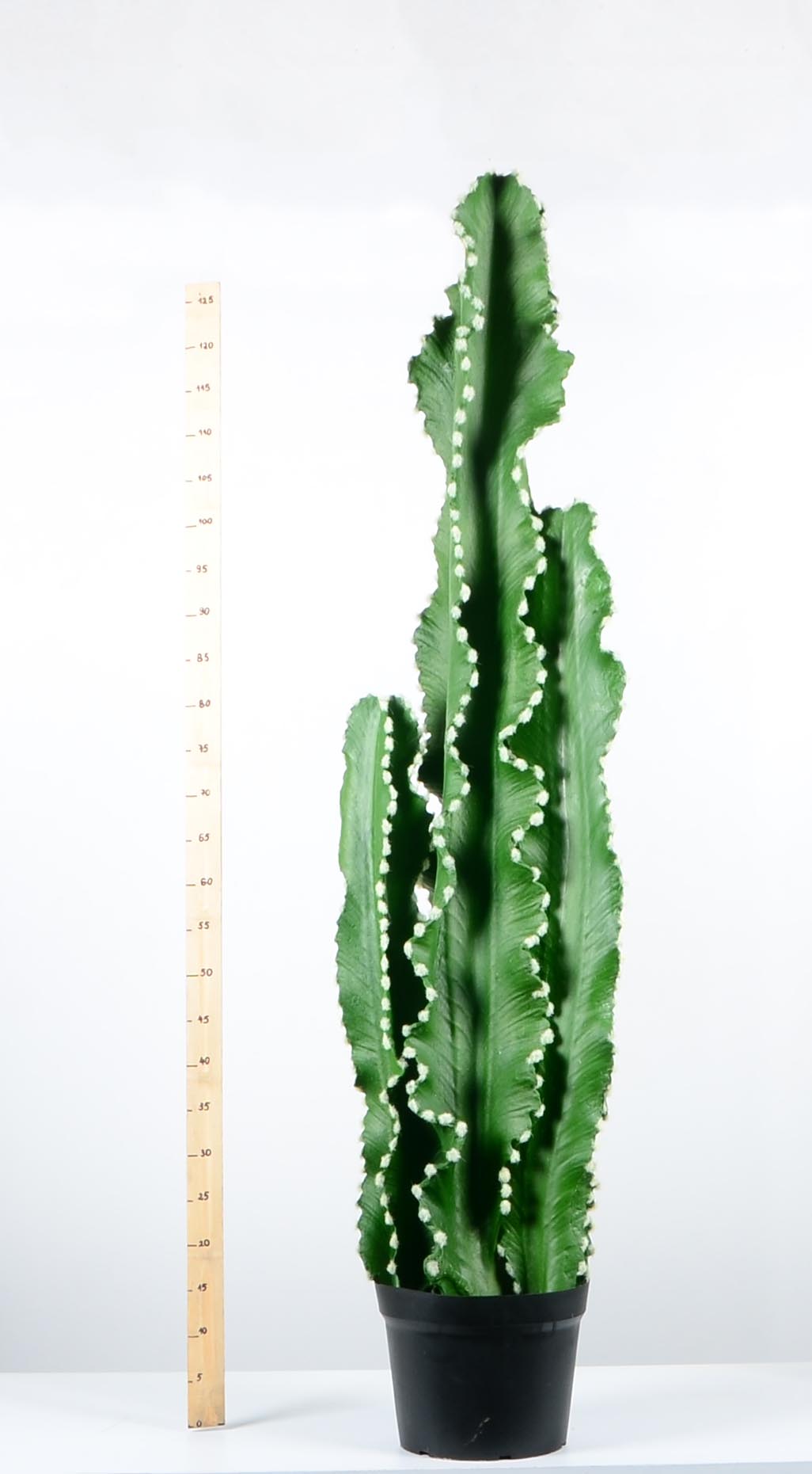 Декоративен кактус - baron.bg