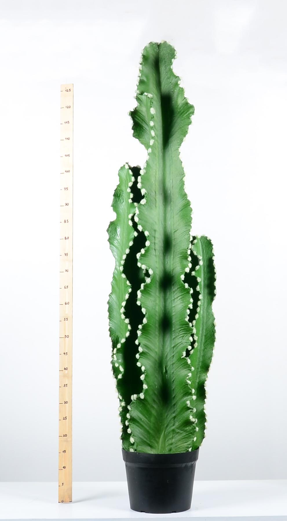 Декоративен кактус - baron.bg