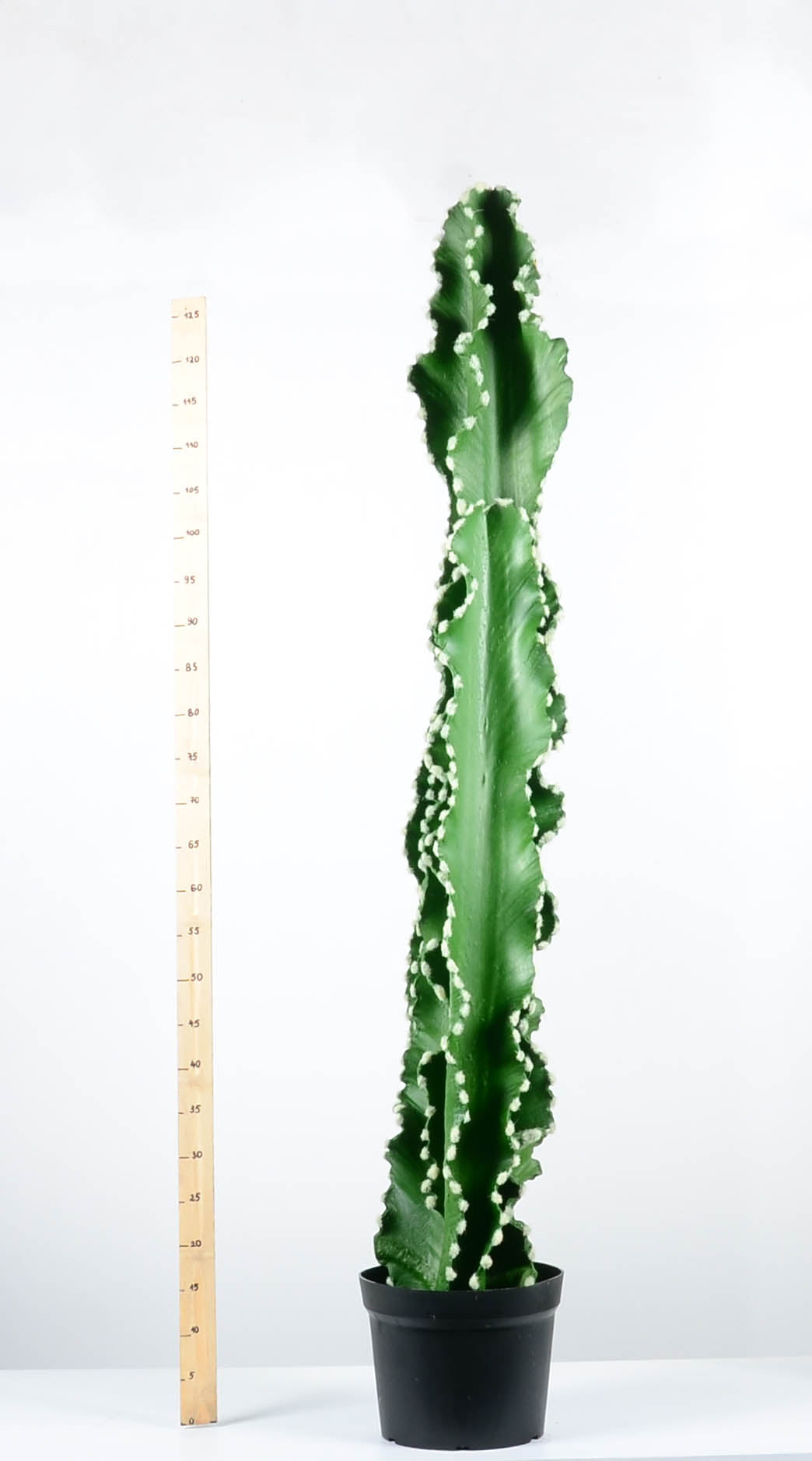 Декоративен кактус - baron.bg