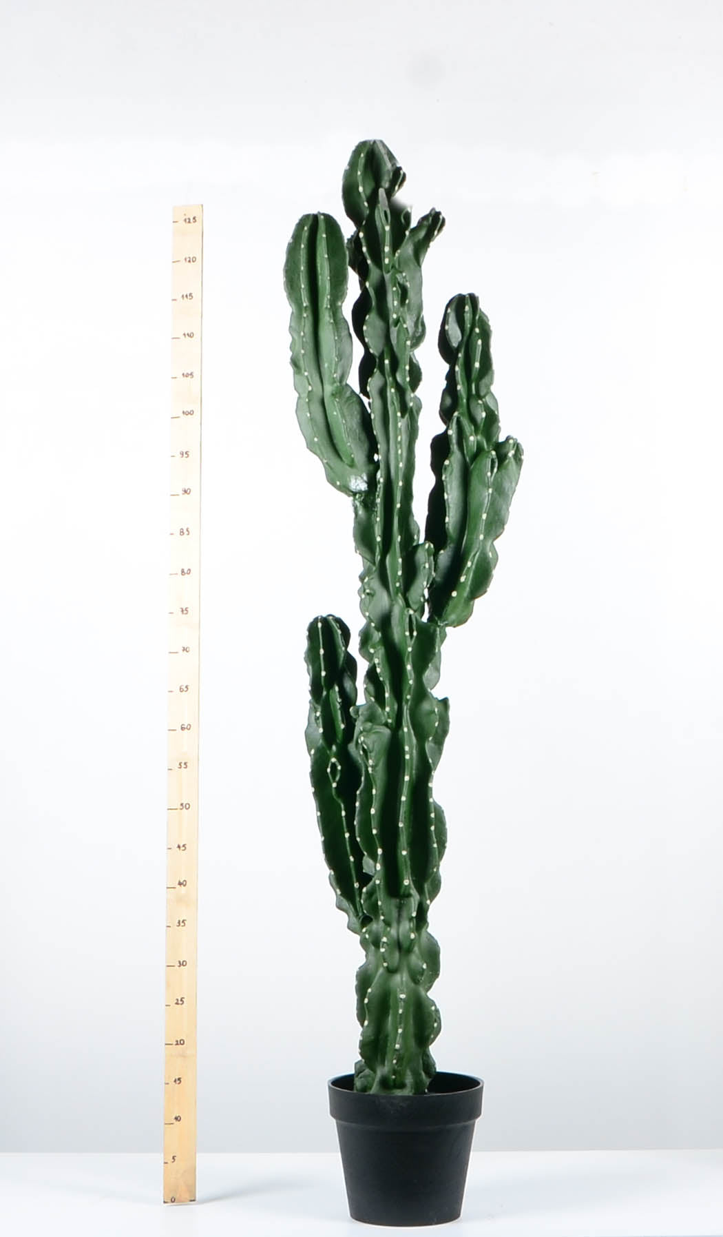 Декоративен кактус - baron.bg