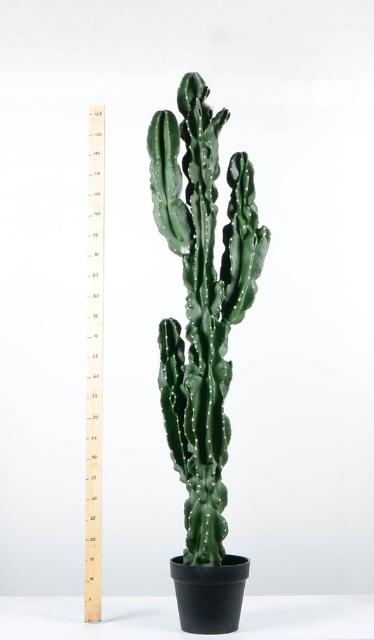 Декоративен кактус - baron.bg