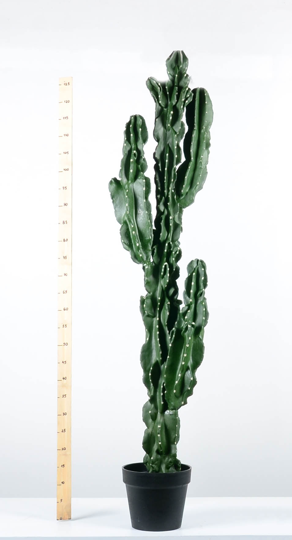 Декоративен кактус - baron.bg