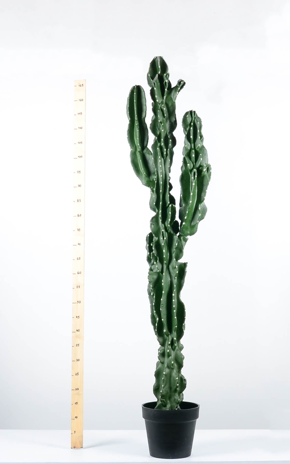 Декоративен кактус - baron.bg