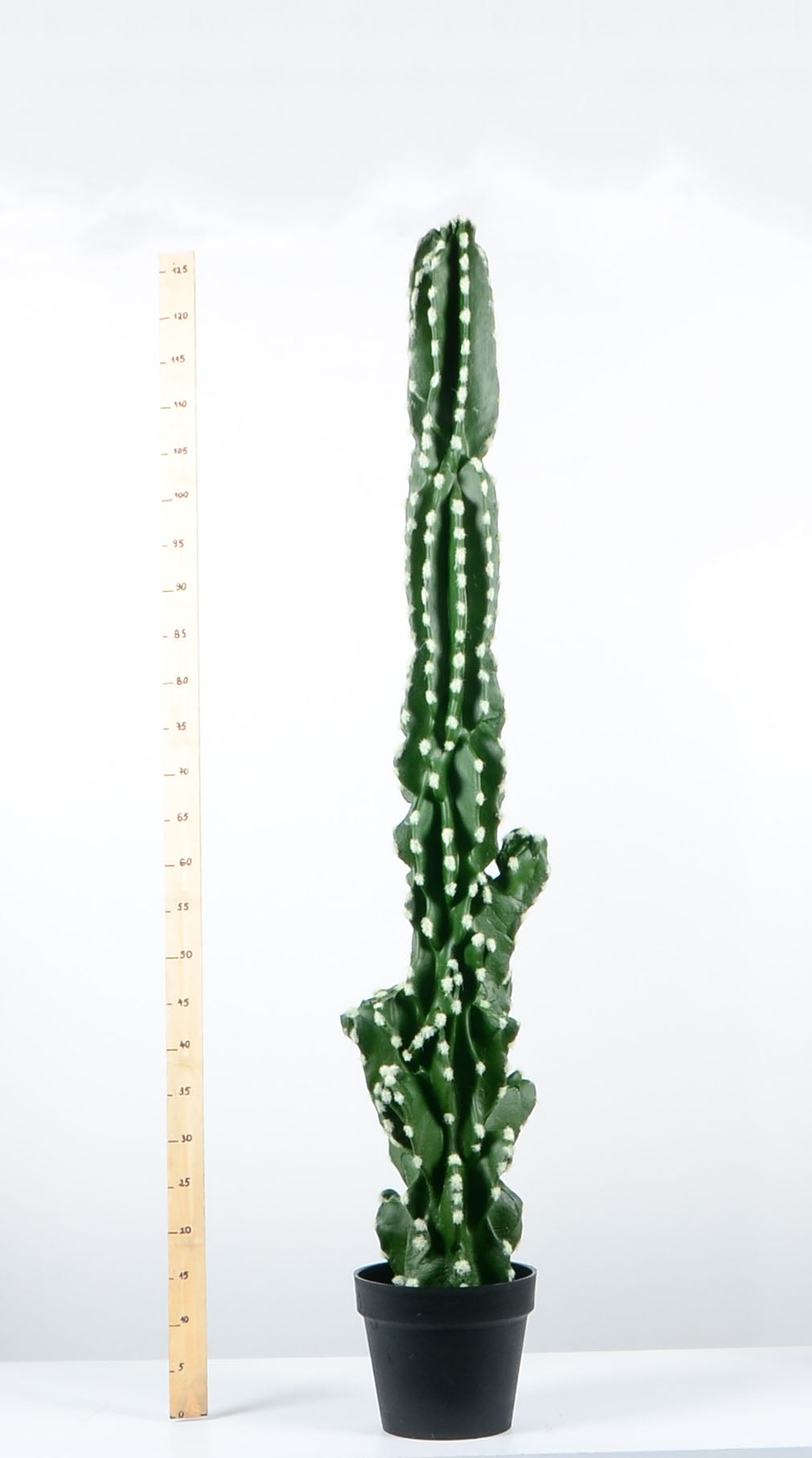 Декоративен кактус - baron.bg