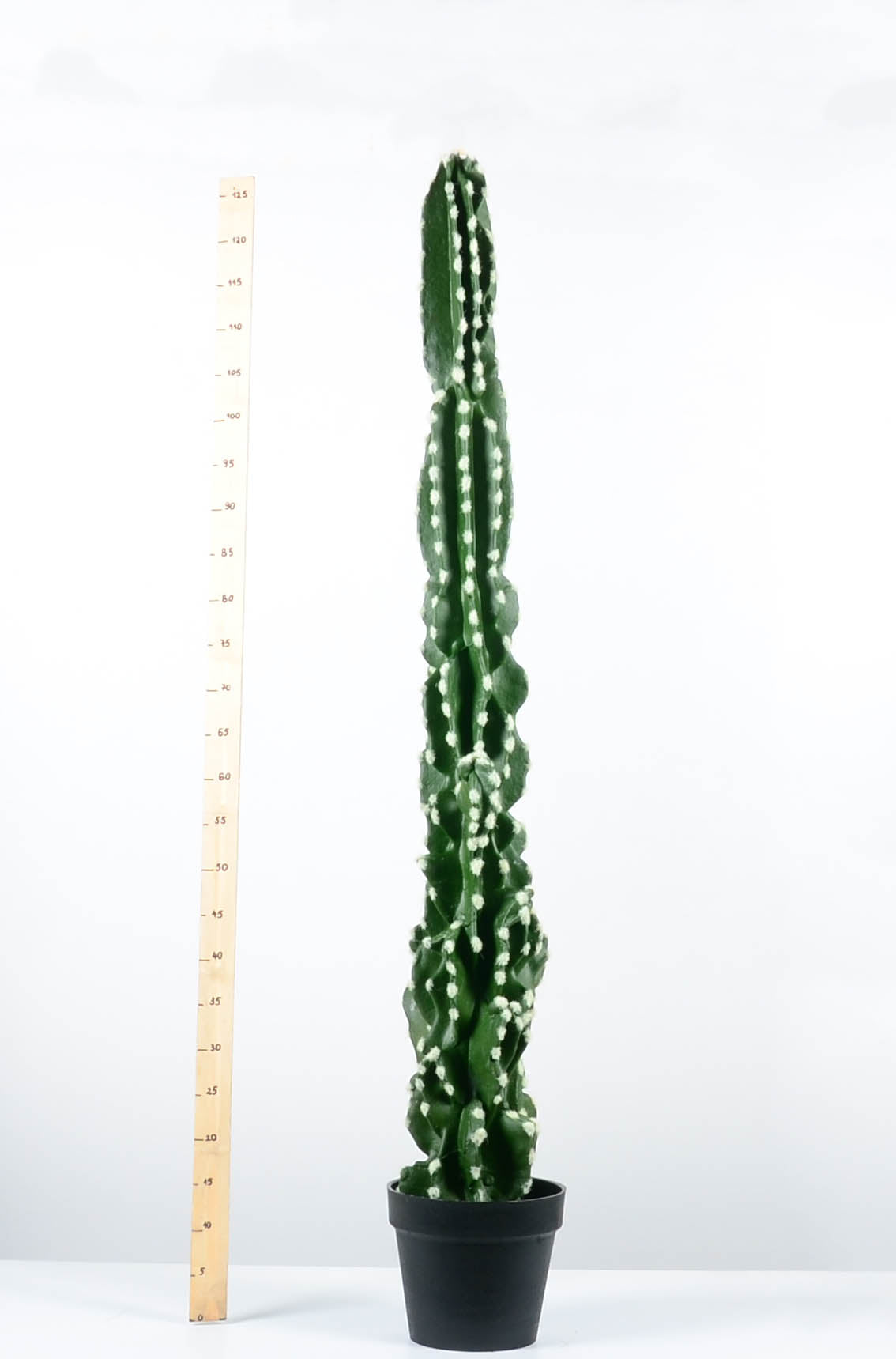 Декоративен кактус - baron.bg