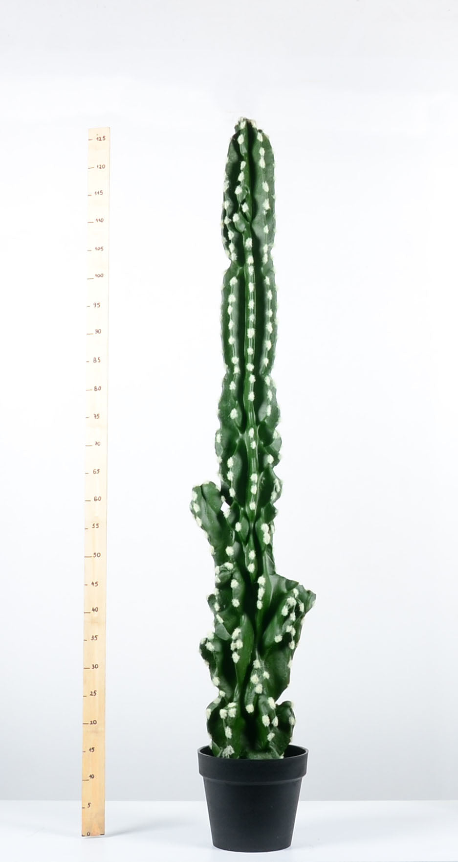 Декоративен кактус - baron.bg