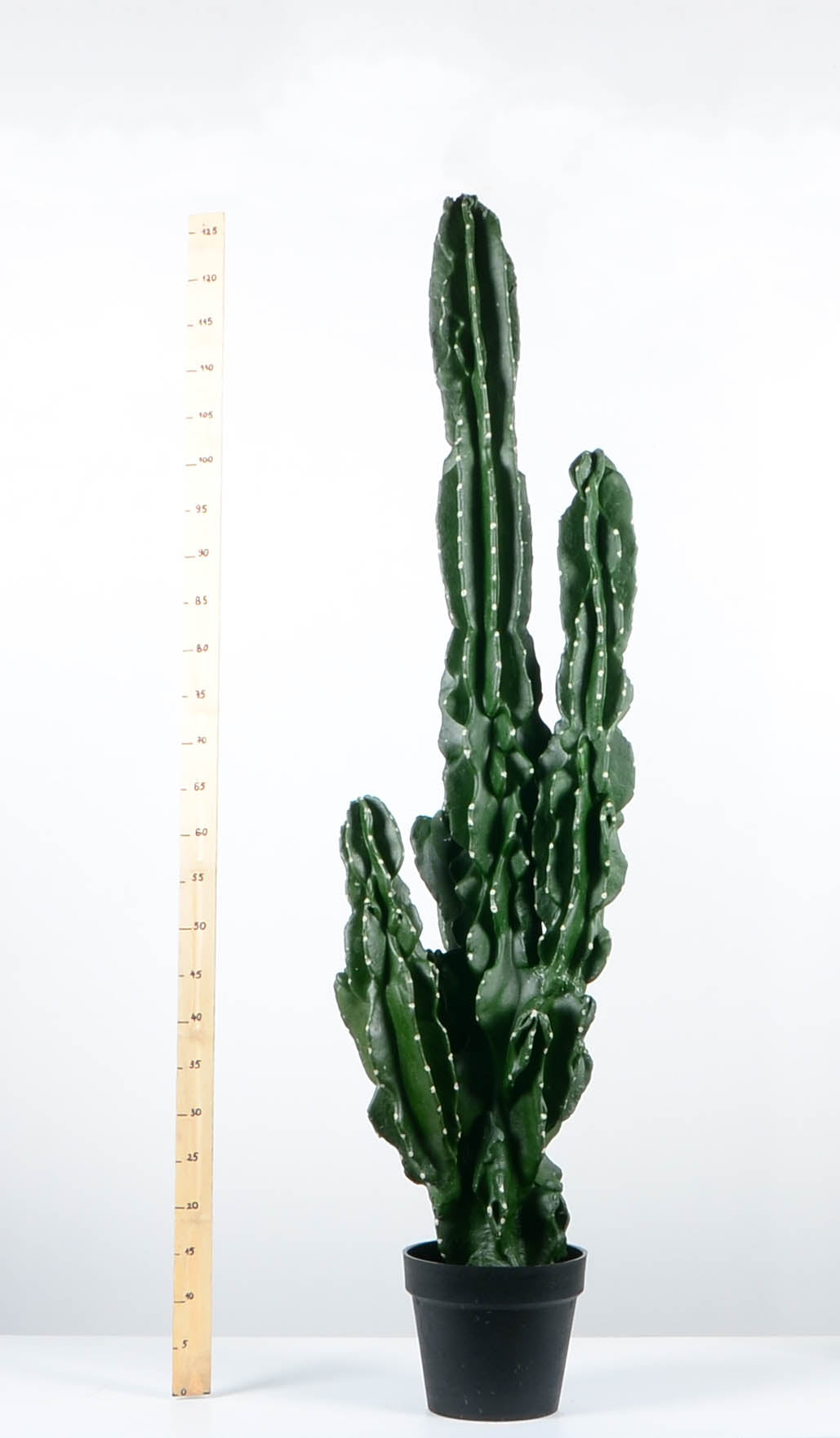 Декоративен кактус - baron.bg