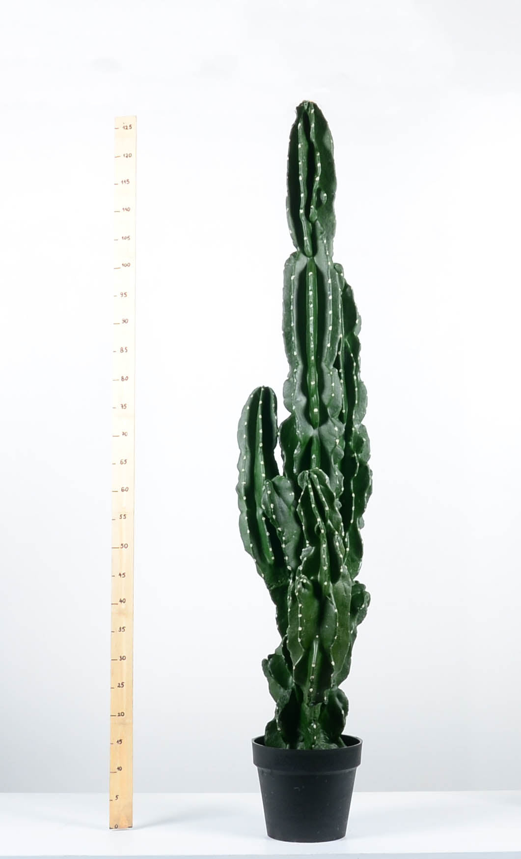 Декоративен кактус - baron.bg