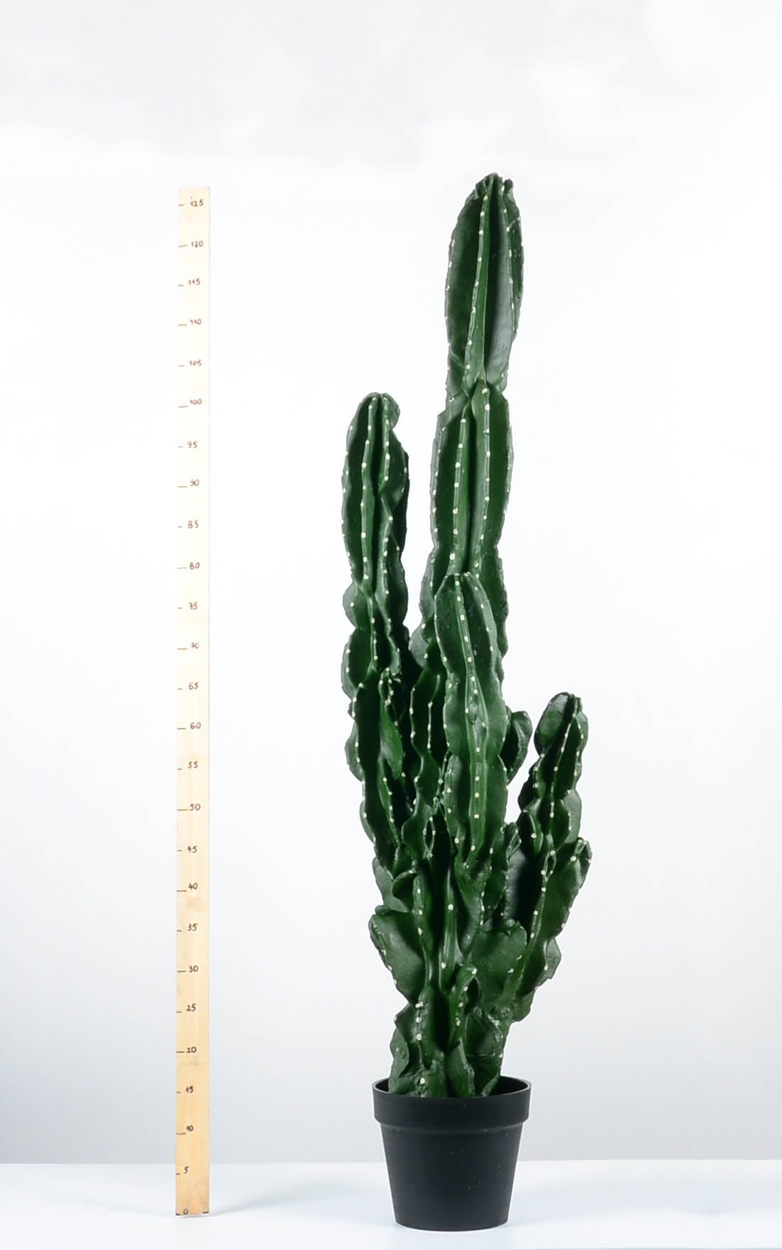 Декоративен кактус - baron.bg