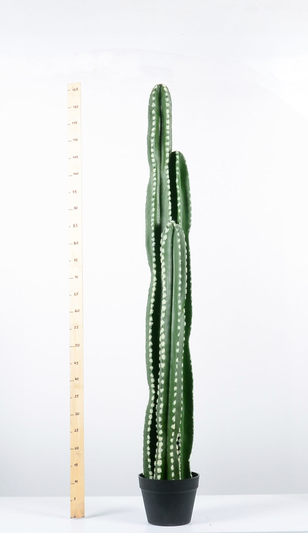 Декоративен кактус - baron.bg