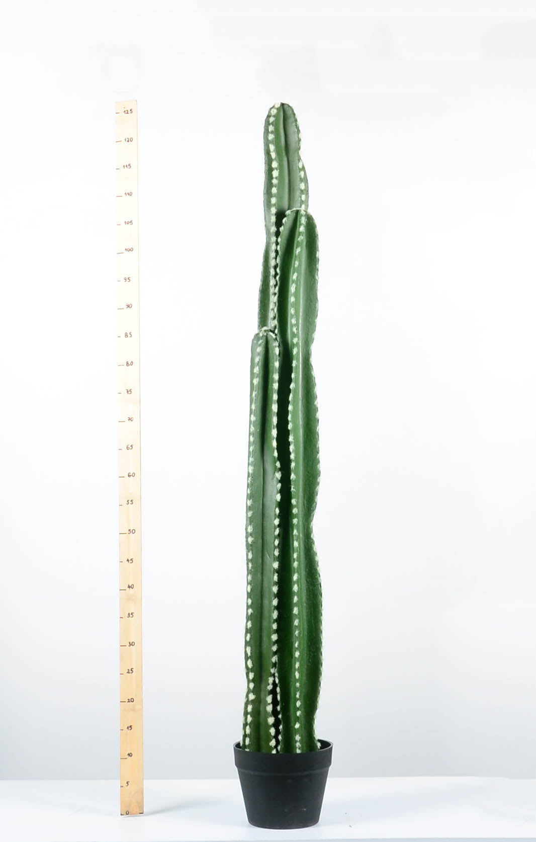 Декоративен кактус - baron.bg