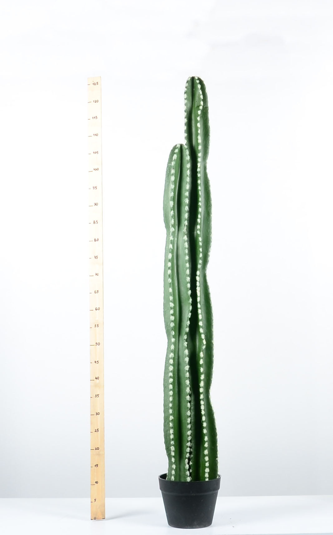 Декоративен кактус - baron.bg