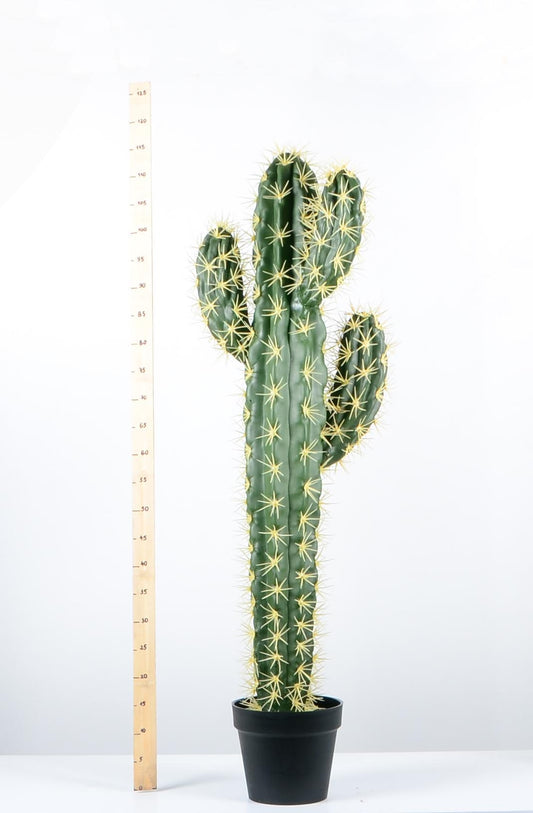 Декоративен кактус - baron.bg