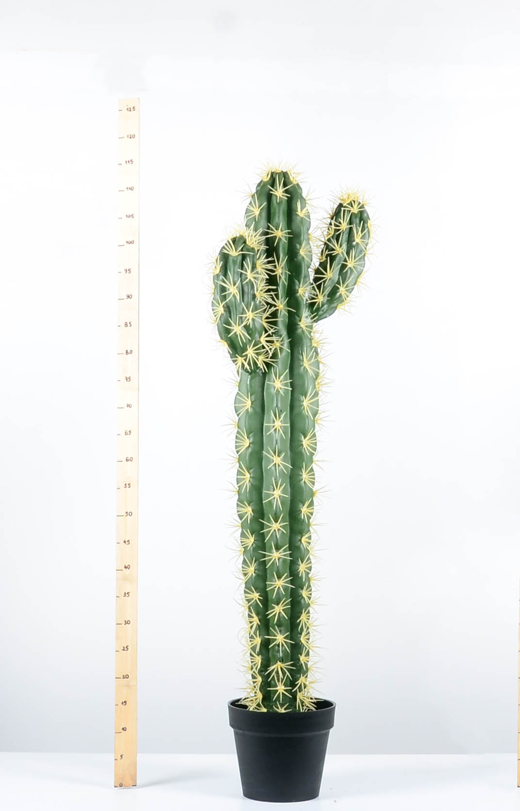 Декоративен кактус - baron.bg