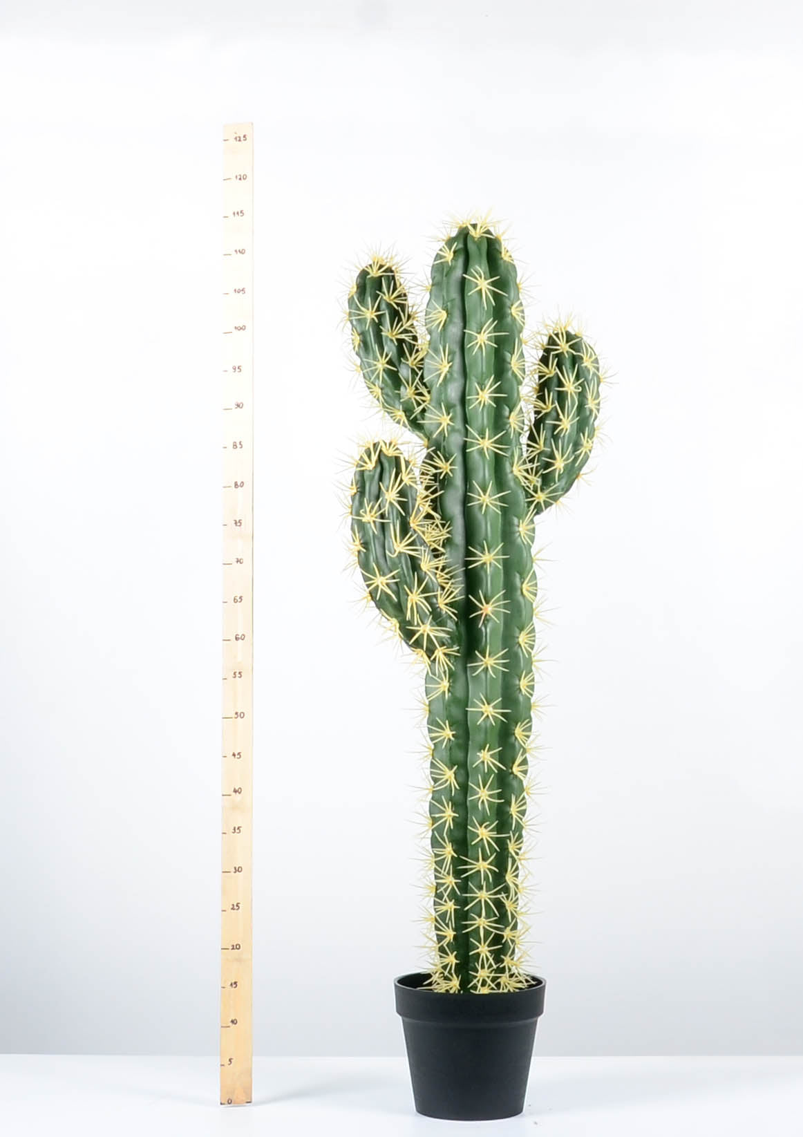 Декоративен кактус - baron.bg