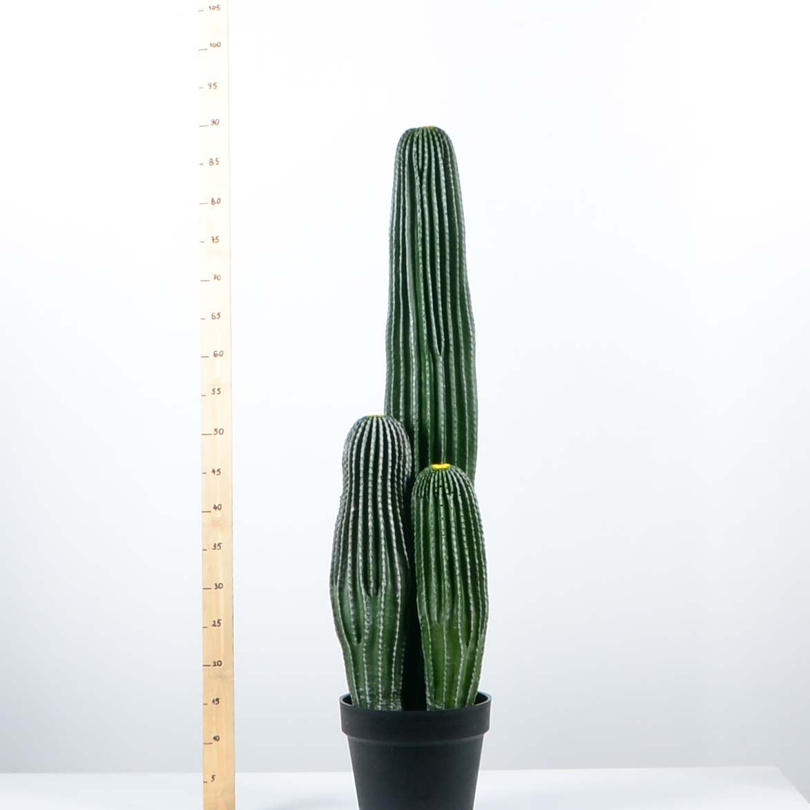 Декоративен кактус - baron.bg