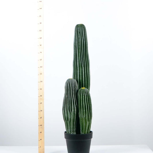 Декоративен кактус - baron.bg