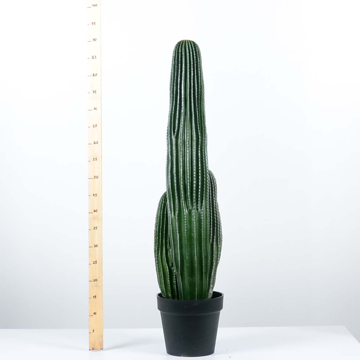 Декоративен кактус - baron.bg