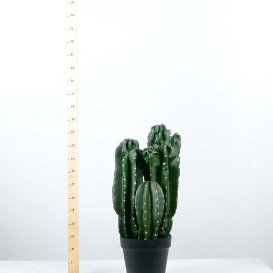 Декоративен кактус - baron.bg