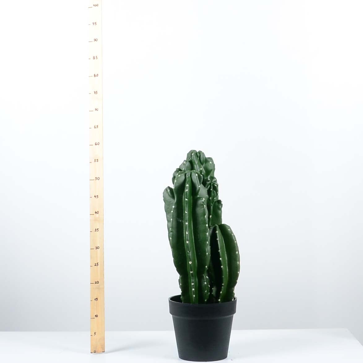 Декоративен кактус - baron.bg