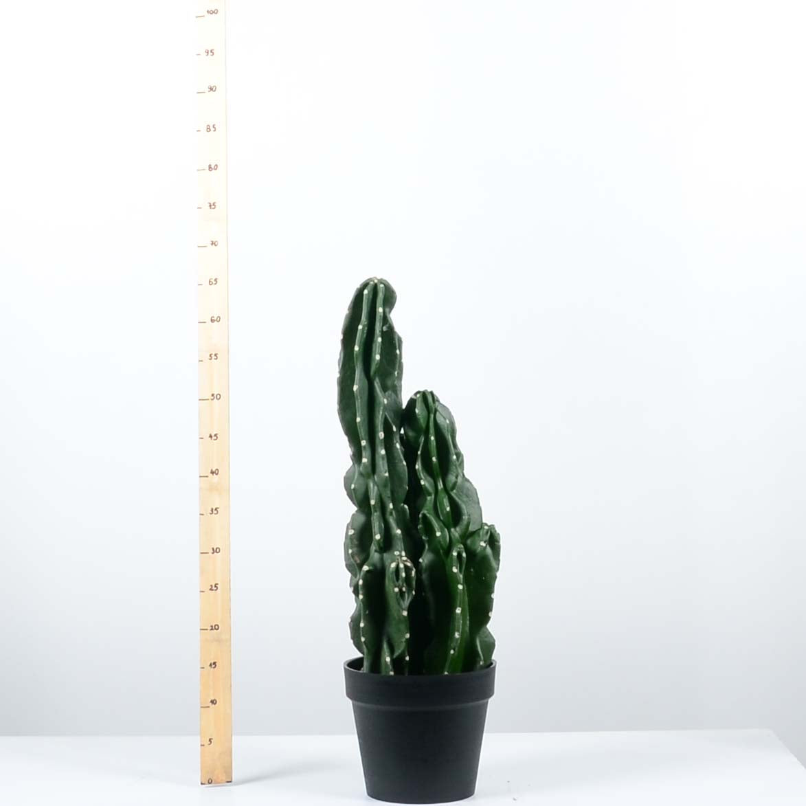 Декоративен кактус - baron.bg