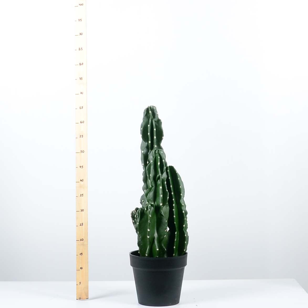 Декоративен кактус - baron.bg