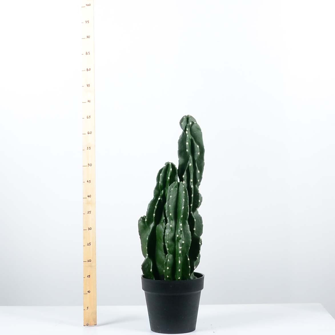 Декоративен кактус - baron.bg