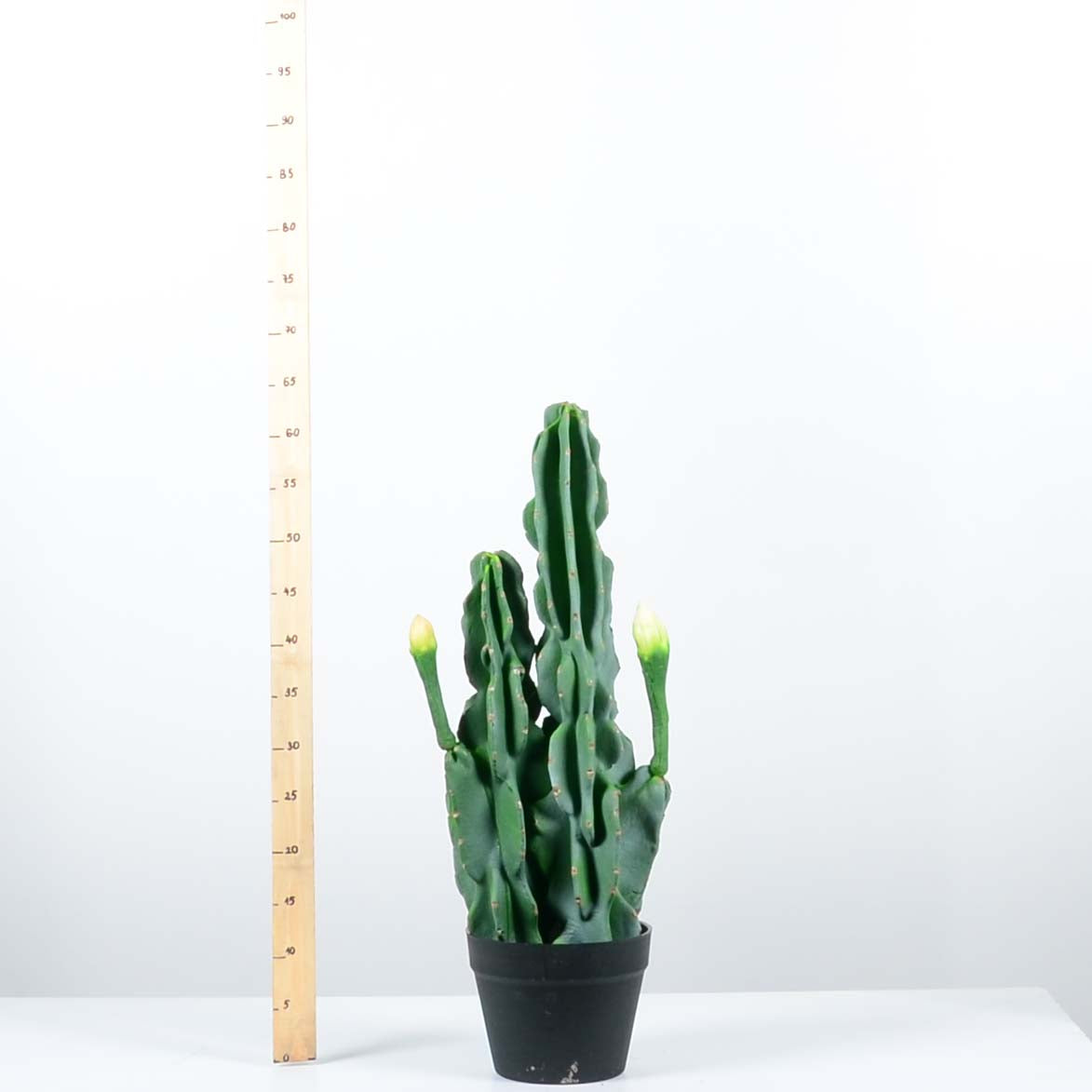 Декоративен кактус - baron.bg