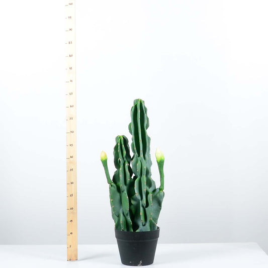 Декоративен кактус - baron.bg