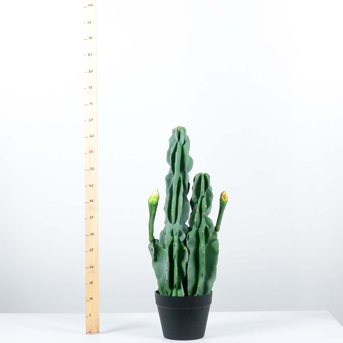 Декоративен кактус - baron.bg