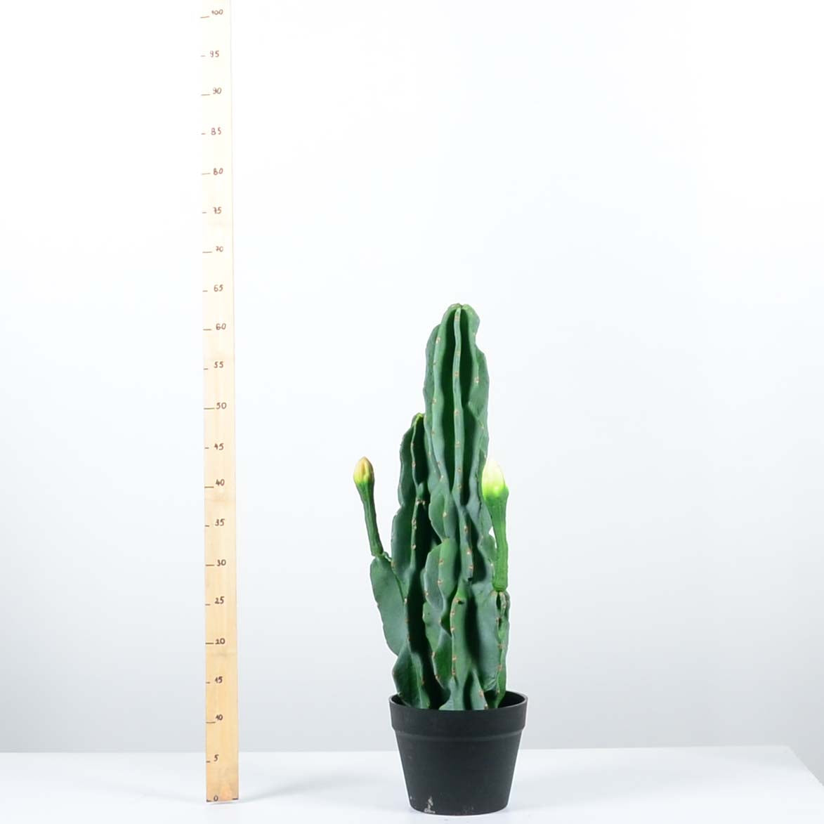 Декоративен кактус - baron.bg