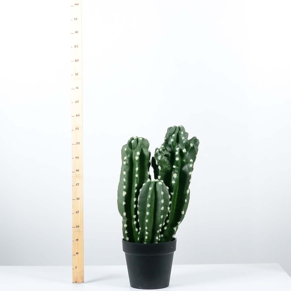 Декоративен кактус - baron.bg