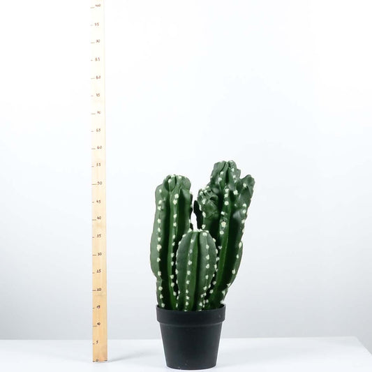 Декоративен кактус - baron.bg