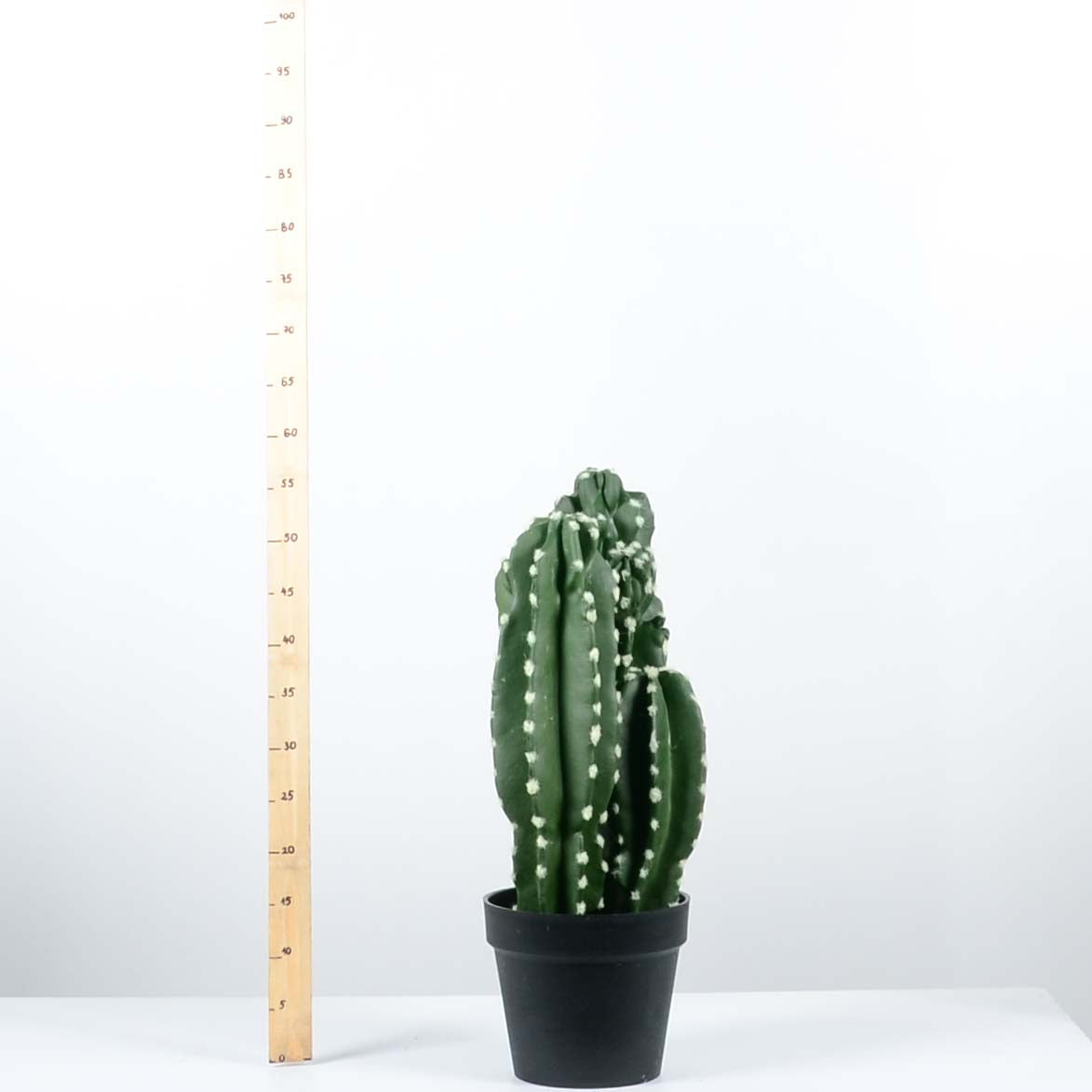 Декоративен кактус - baron.bg