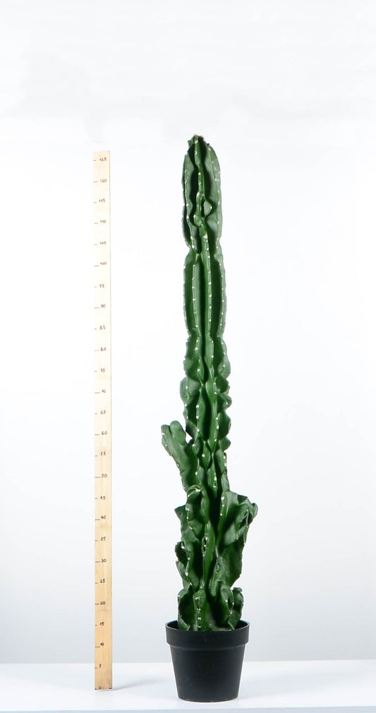 Декоративен кактус - baron.bg