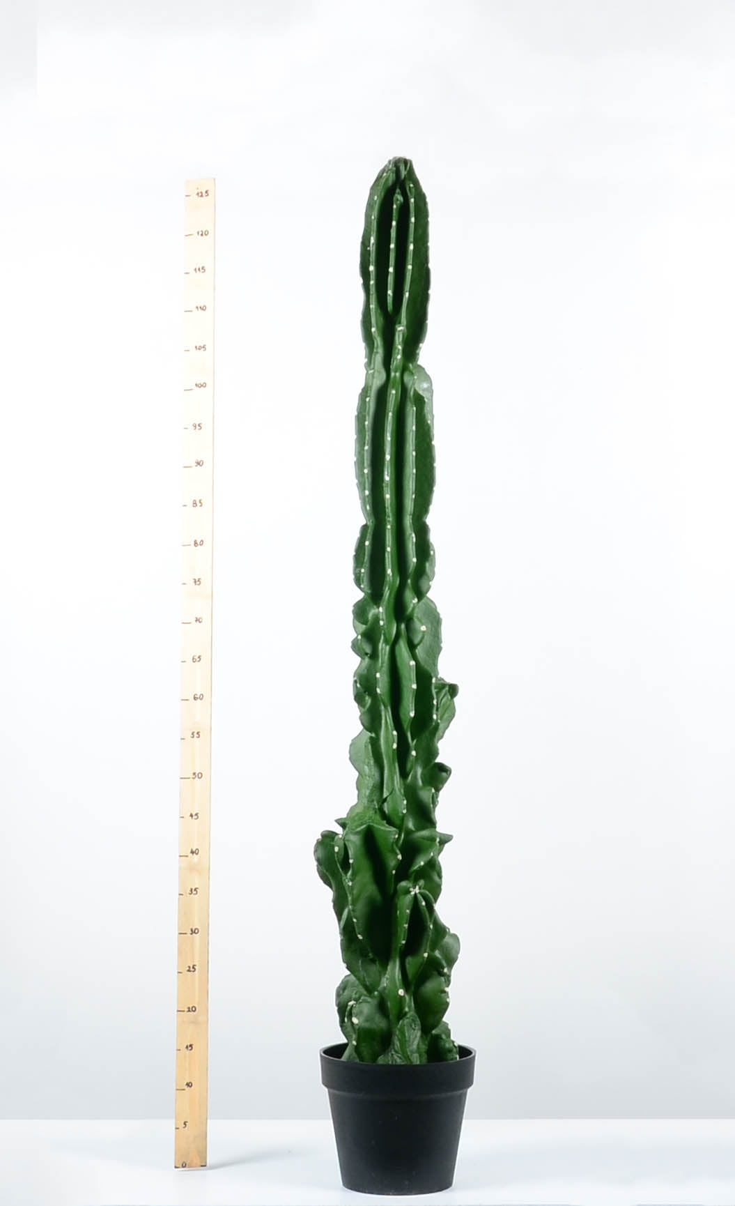 Декоративен кактус - baron.bg