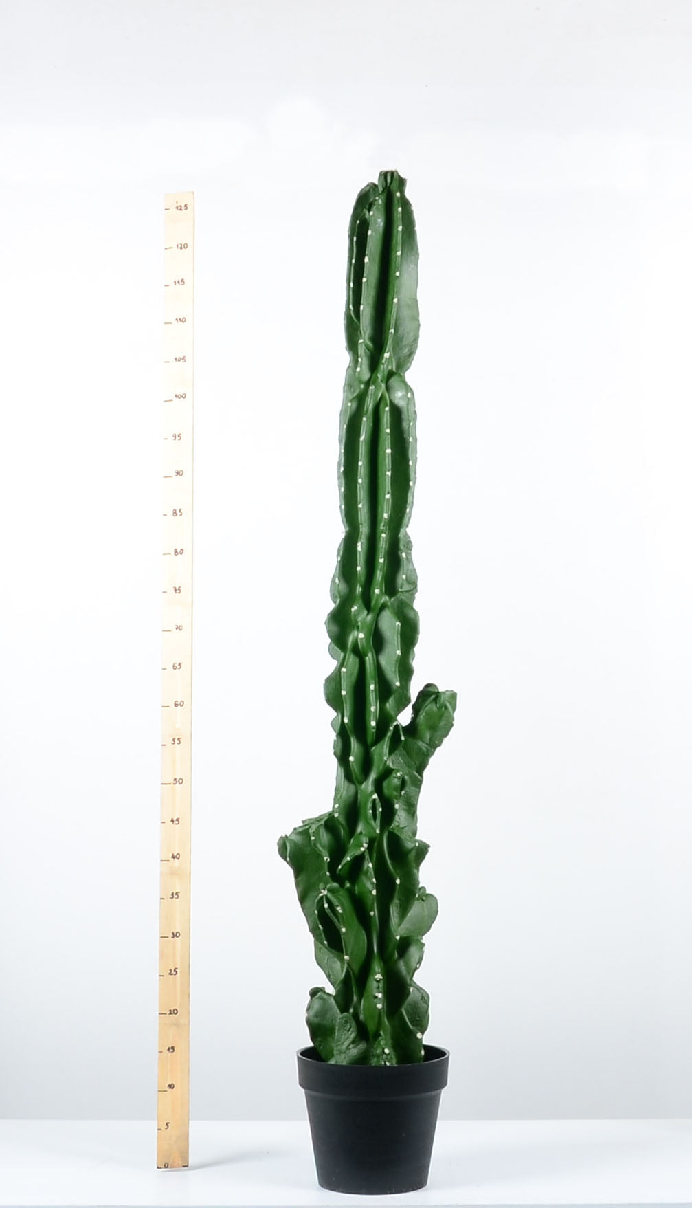 Декоративен кактус - baron.bg