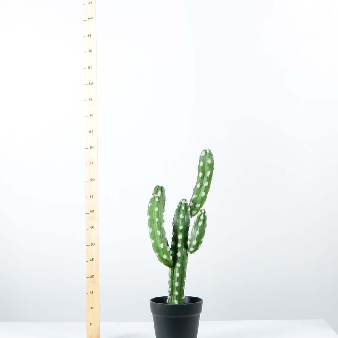 Декоративен кактус - baron.bg