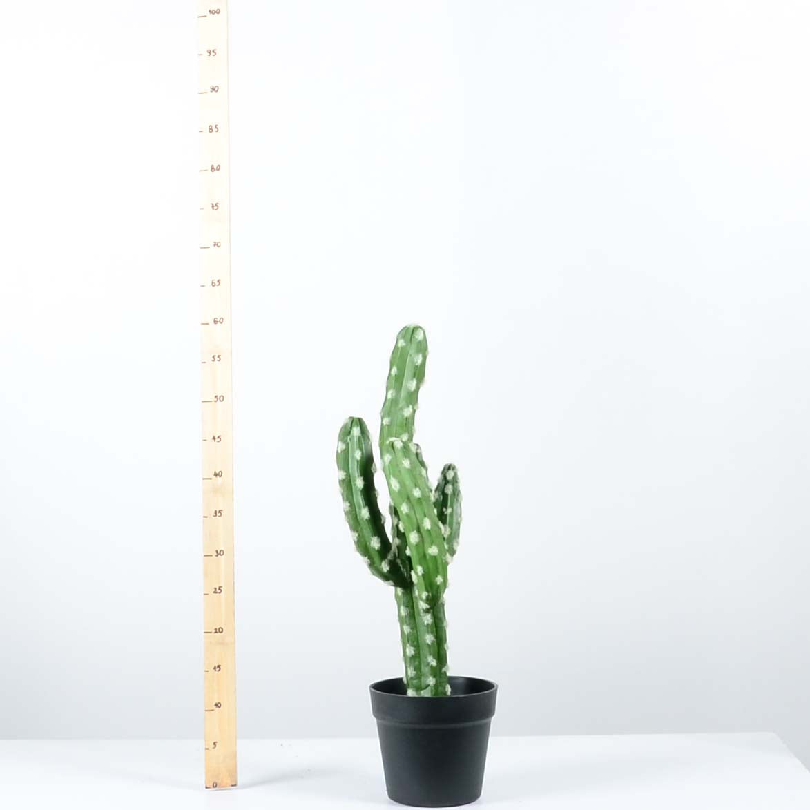 Декоративен кактус - baron.bg