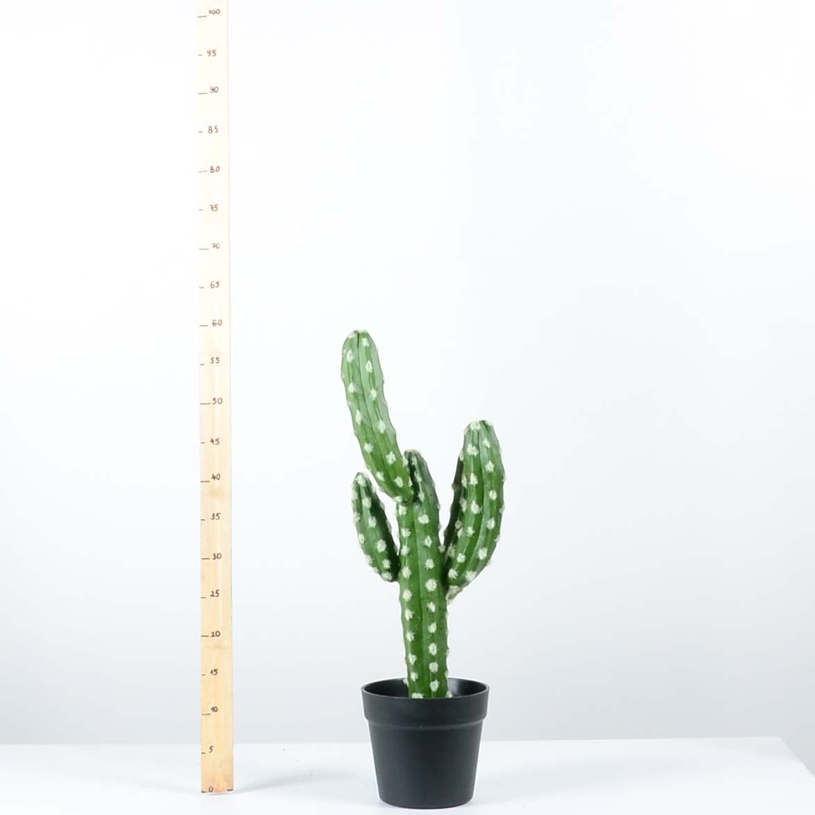 Декоративен кактус - baron.bg