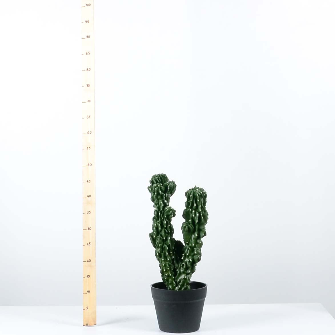 Декоративен кактус - baron.bg