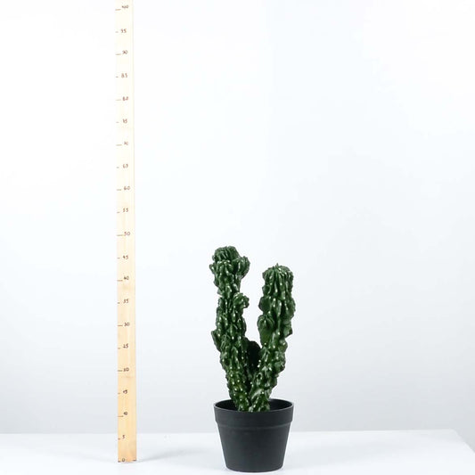 Декоративен кактус - baron.bg