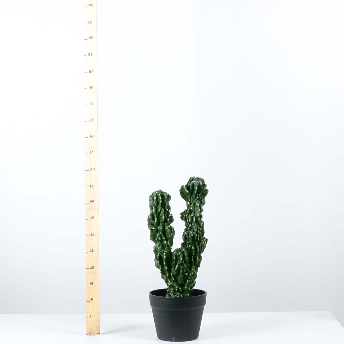 Декоративен кактус - baron.bg