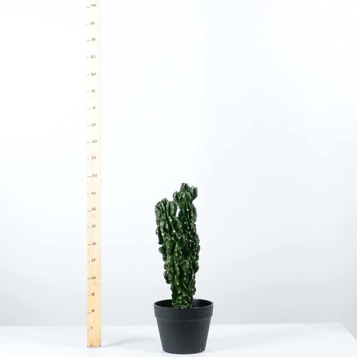 Декоративен кактус - baron.bg